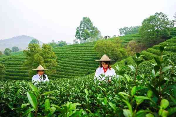 云南林山竹林普洱茶：茶香四溢，品味人生