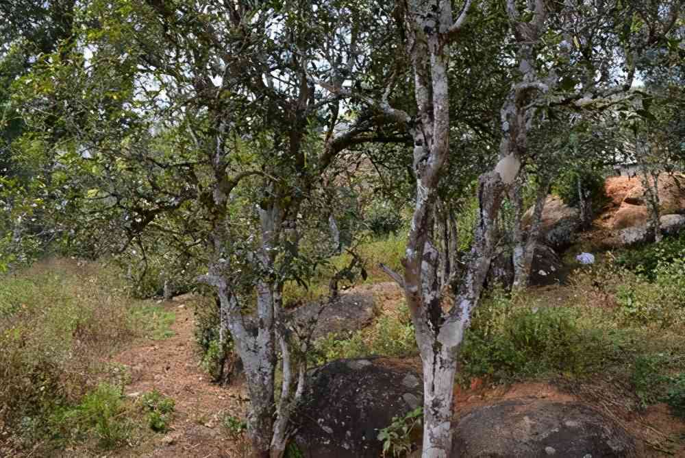 探索娜罕普洱茶的独特魅力：口感、特点及古树解析