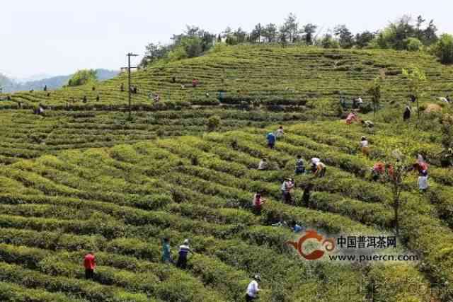 全面了解云峰茶业：品质、历、文化等一应俱全，解答您的所有疑问