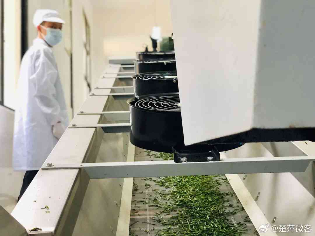 同安茶厂：从茶叶种植到品质保证的全方位解读与体验