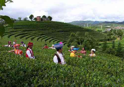 昆明市云南茶叶场：云南普洱茶与茶叶的大型集散中心