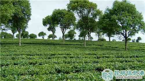 昆明市区普洱茶场