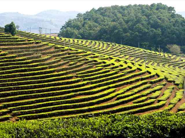 昆明市区普洱茶场