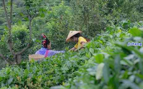 云南腾冲：探索普洱茶产地的魅力与好口感