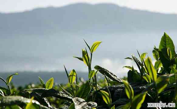 腾冲普洱茶哪里产地好喝