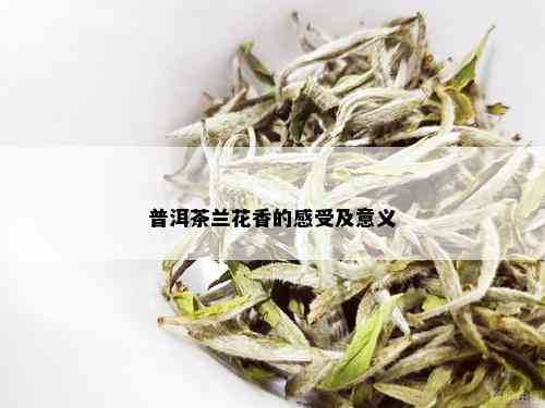 普洱茶兰香的独特韵味与功效解析