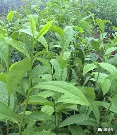 普洱茶饮用后肚子疼痛的应对与解决方法