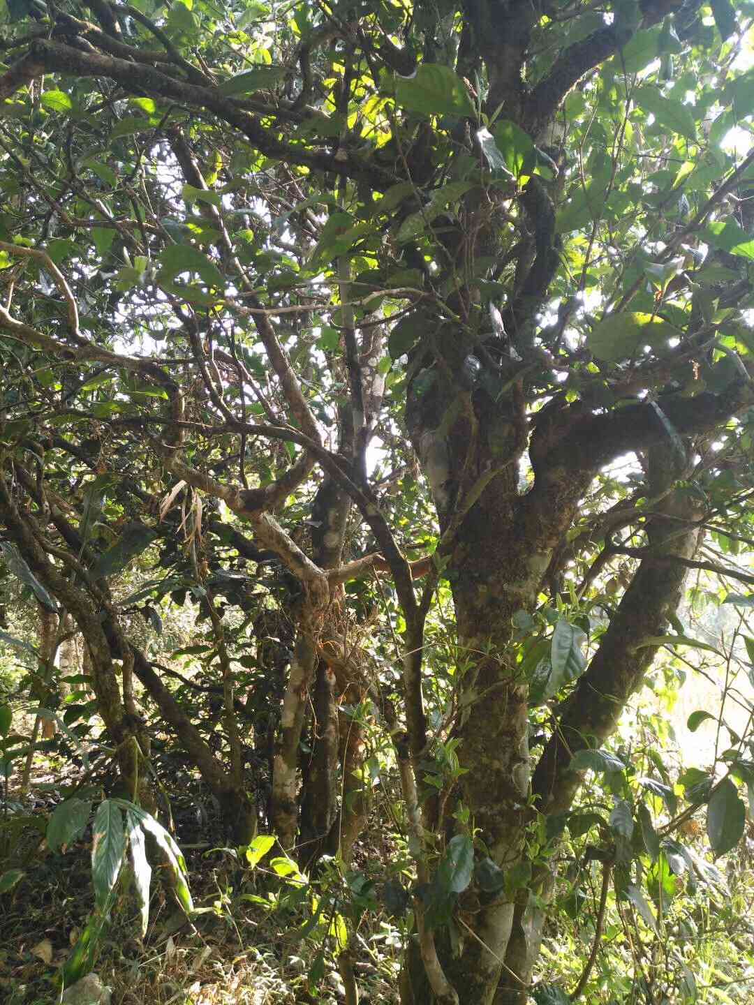 永勐泽系雪山古树普洱茶