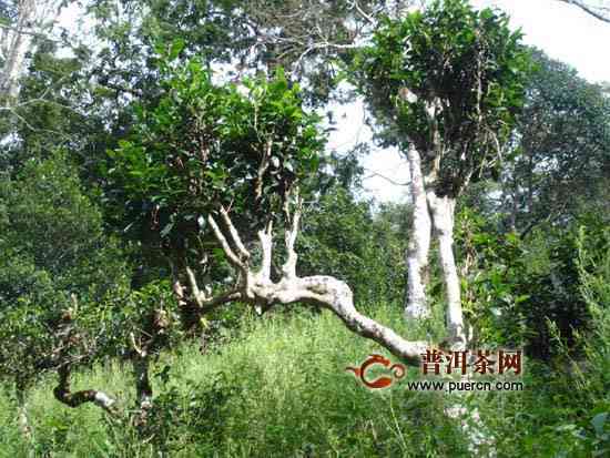 永勐泽系雪山古树普洱茶