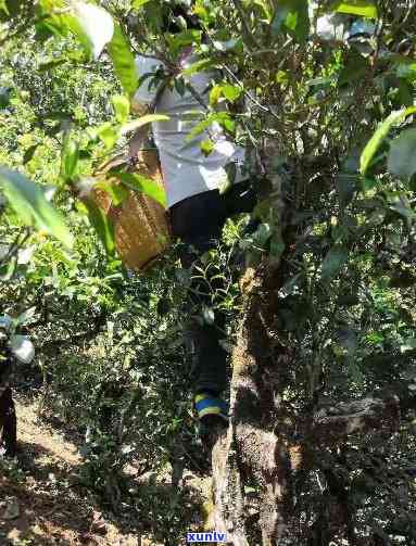 勐库香普洱茶：古树茶的独特韵味与口感体验