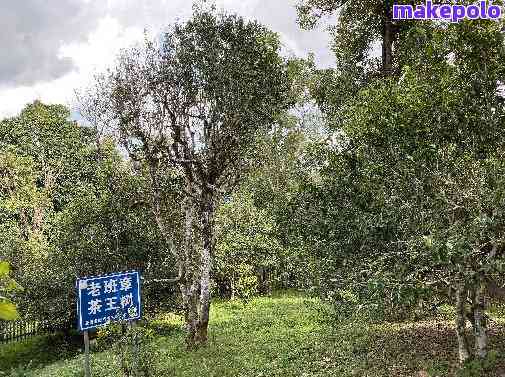 云南原产地古树普洱茶：勐库牌茶叶的魅力与传承