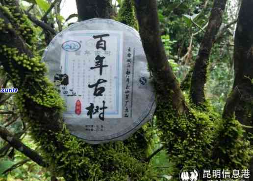 云南原产地古树普洱茶：勐库牌茶叶的魅力与传承