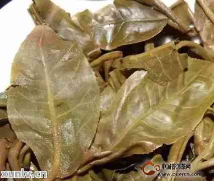 探究普洱茶中的独特品种：圆形叶片的茶叶特征及其品质