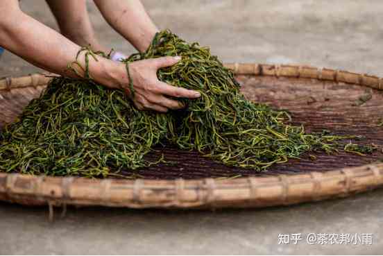 新手卖茶，绿茶和普洱茶哪一个更适合？