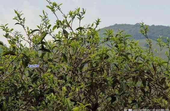 早春普洱茶：纯料古树茶的品质与价值探讨