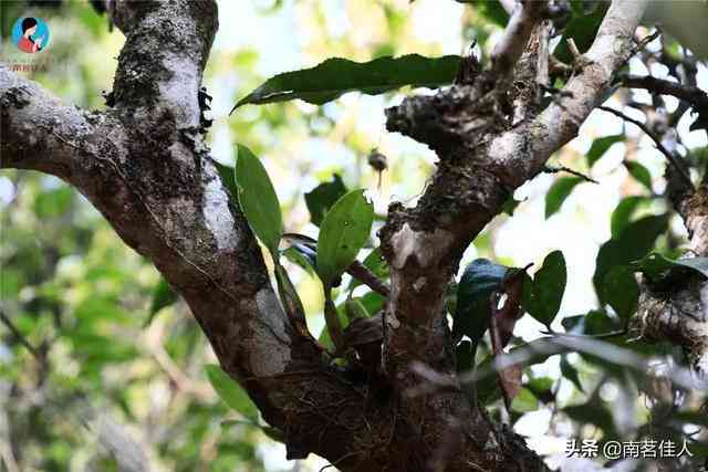 早春普洱茶：纯料古树茶的品质与价值探讨