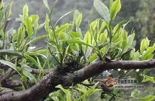 早春普洱茶：纯料古树茶的品质与价值探讨