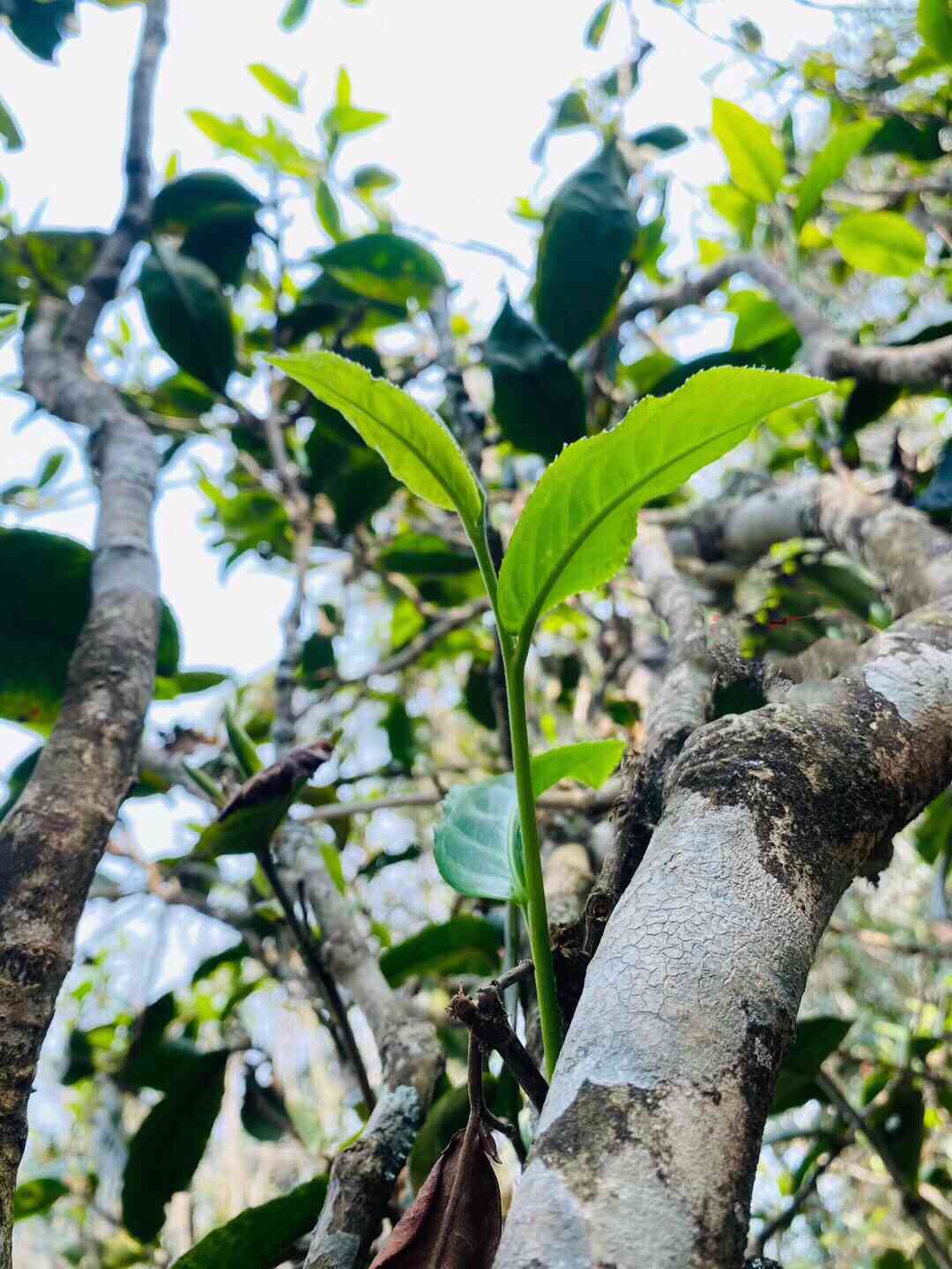 普洱茶早春纯料是古树吗