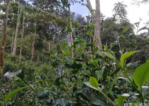 探索古树普洱茶的高杆特点与意义：一款独特的茶叶解析