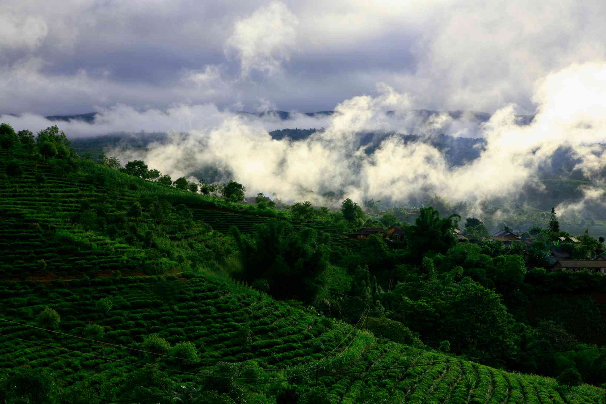 景迈山包麦地普洱茶介绍