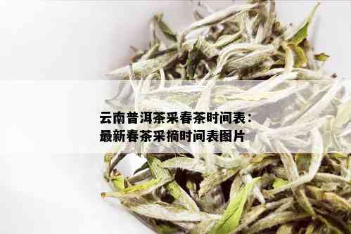 冷水河普洱茶春茶采摘时间表与节特征分析