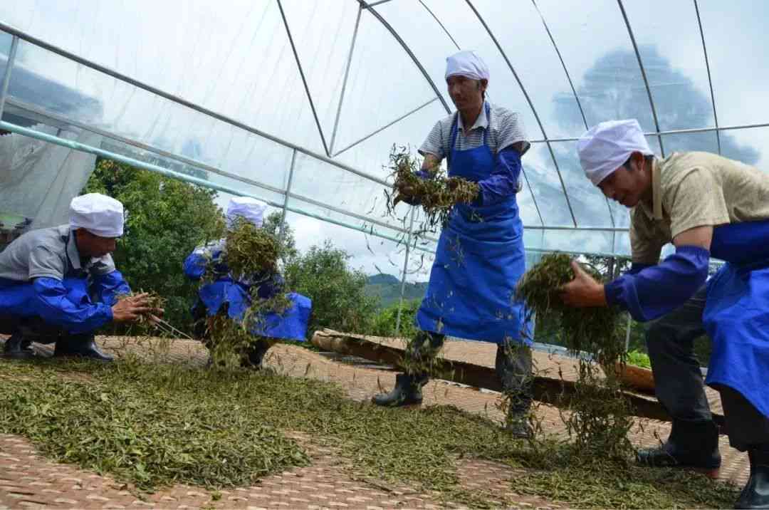 云南高山大叶古树晒青茶：品味传统与独特的植物魅力