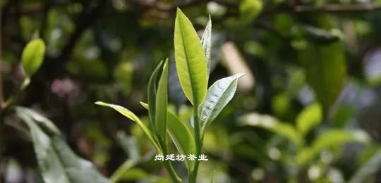 普洱茶：一种独特的叶茶树品种及其制作工艺与功效解析