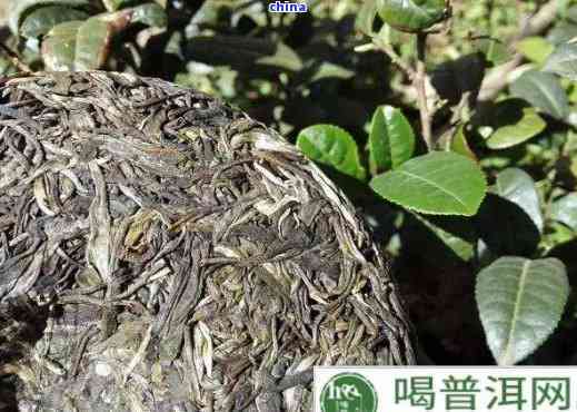 普洱茶根形态特征与功效解析