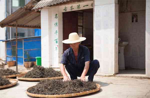 寻找高质量普洱茶加工坊：哪里进货最合适？