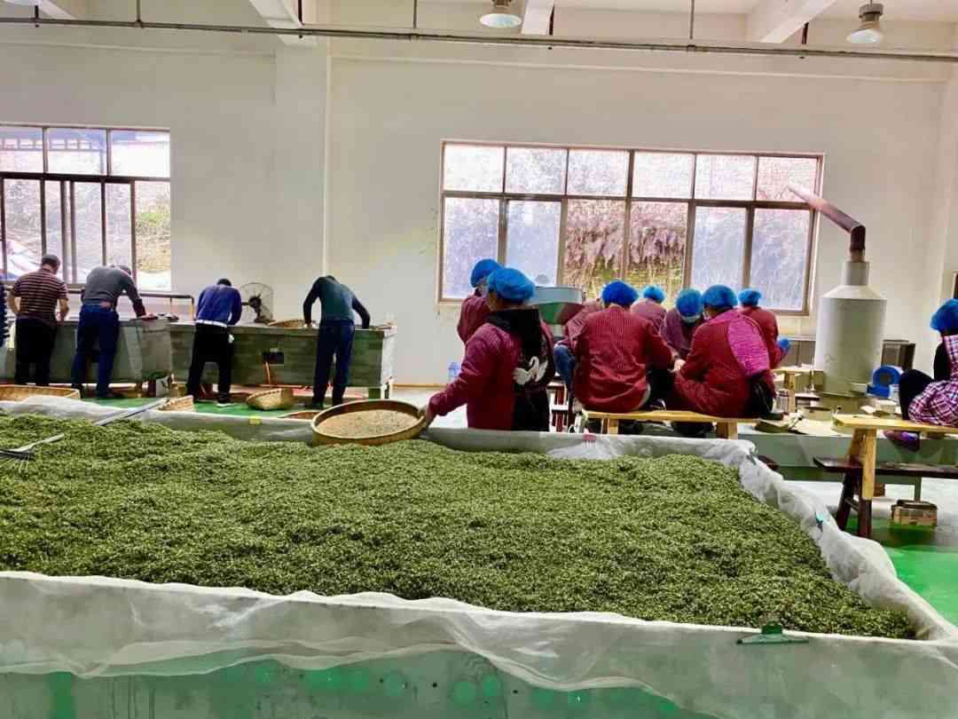 寻找高质量普洱茶加工坊：哪里进货最合适？