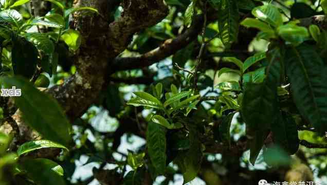 普洱茶木香的来源与木质种类解析：探索茶香的奥秘