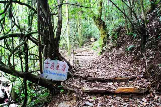 南方怎么存放普洱茶：方法与注意事项