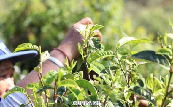 采摘过程中的普洱茶叶茶，是否适合直接饮用？