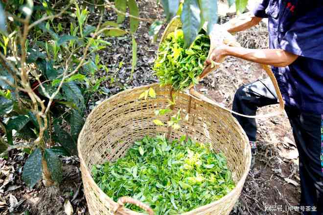 采摘过程中的普洱茶叶茶，是否适合直接饮用？