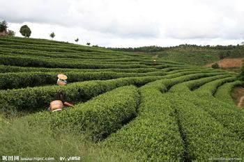 采茶口袋里的普洱茶叶