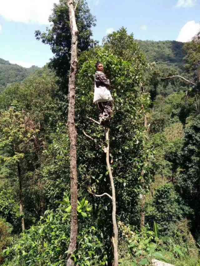 普洱茶八大茶山全解析：从地理、历到品种，一文详解！