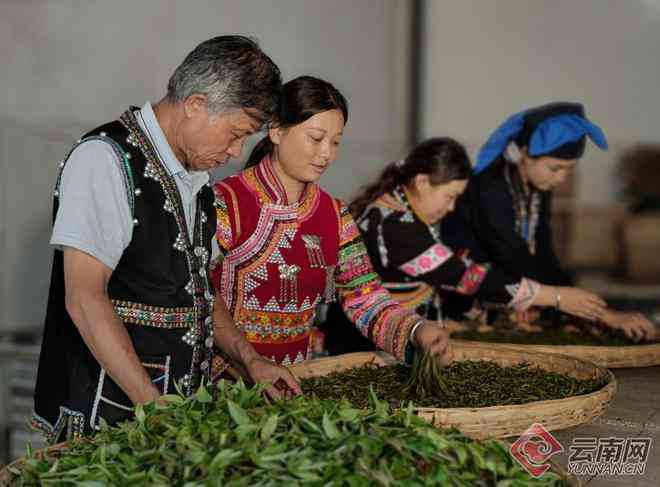 普洱茶制作技艺非遗文化