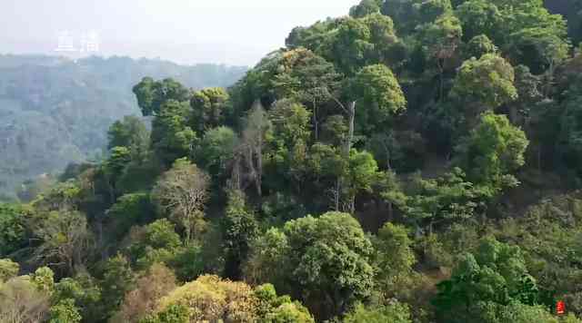 南糯山有哪些普洱茶种类的-南糯山有哪些普洱茶种类的茶