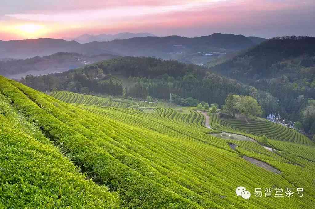 揭秘：普洱茶名山的成名之路，从茶园到世界舞台的奋斗历程