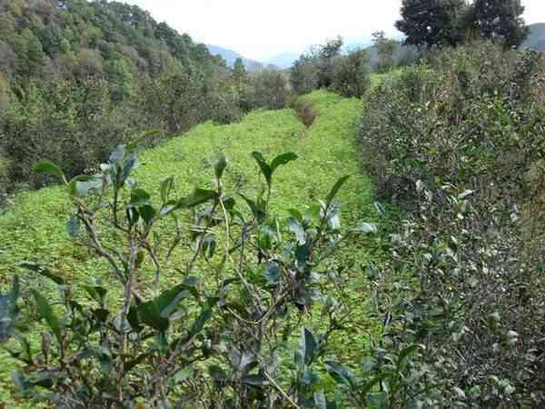 云南临沧普洱茶名山大盘点：六大茶山景迈、布朗、西双版纳等你了解