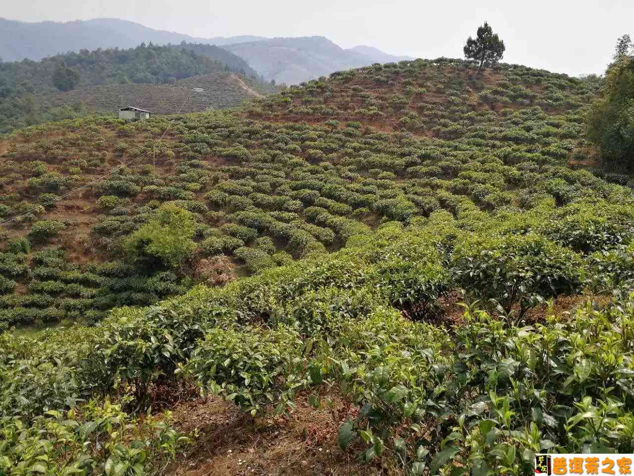 普洱茶名山是如何出名的