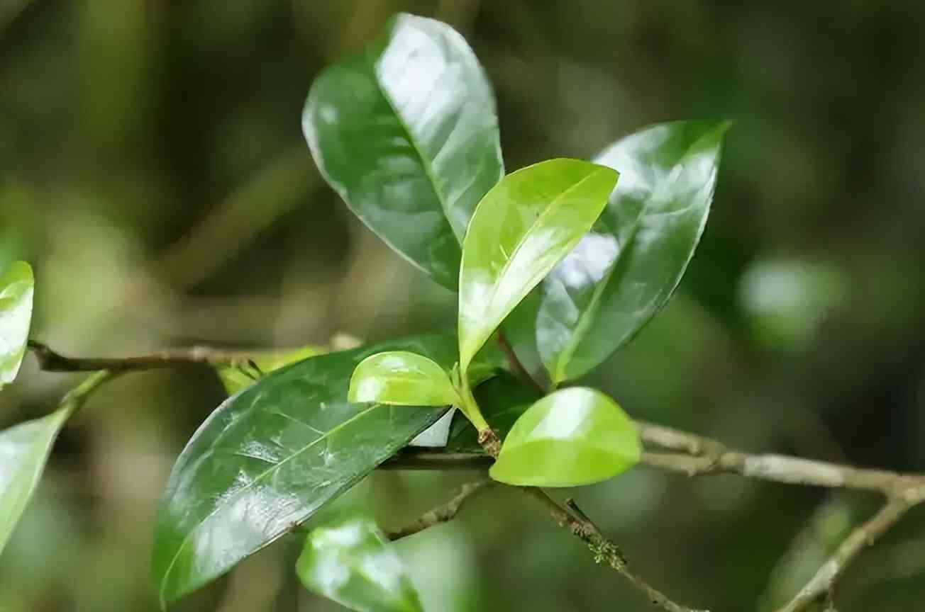 普洱茶乌黑油润好不好用-用户评价与使用心得