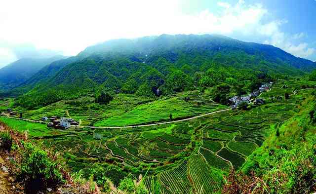 贵州绿色宝藏：茶乡的山水韵味与普洱茶文化融合
