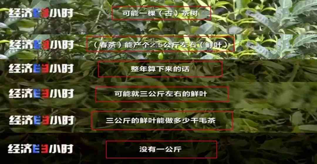 勐海古树王普洱茶价格表