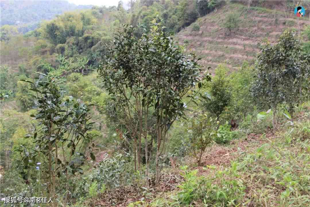 散装优质普洱茶叶——来自云南高山茶园的独特风味