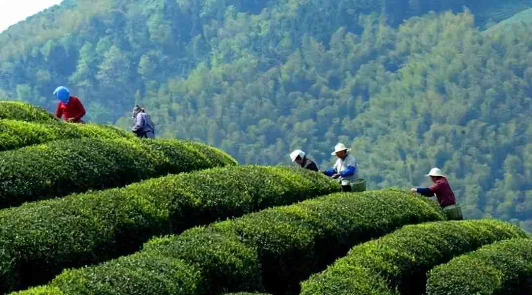 散装优质普洱茶叶——来自云南高山茶园的独特风味