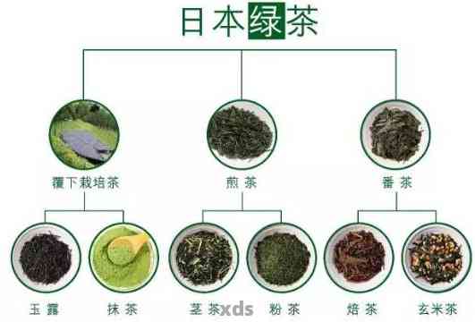 人对普洱茶文化的深度探索与体验