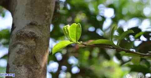 氏普洱茶母树2006年：2014年普洱茶母树茶