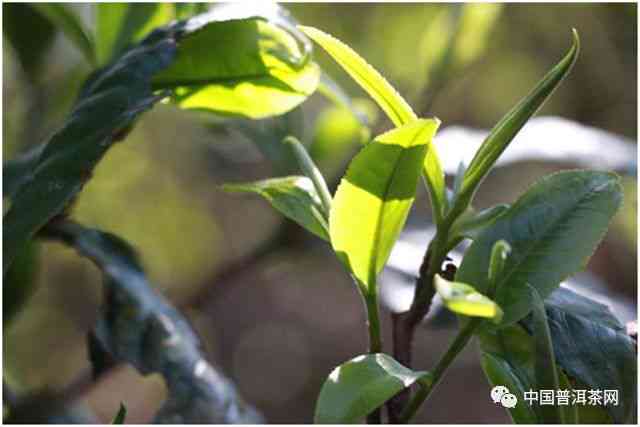 哪个月份的普洱茶品质？探讨普洱茶的采摘节及品饮时机