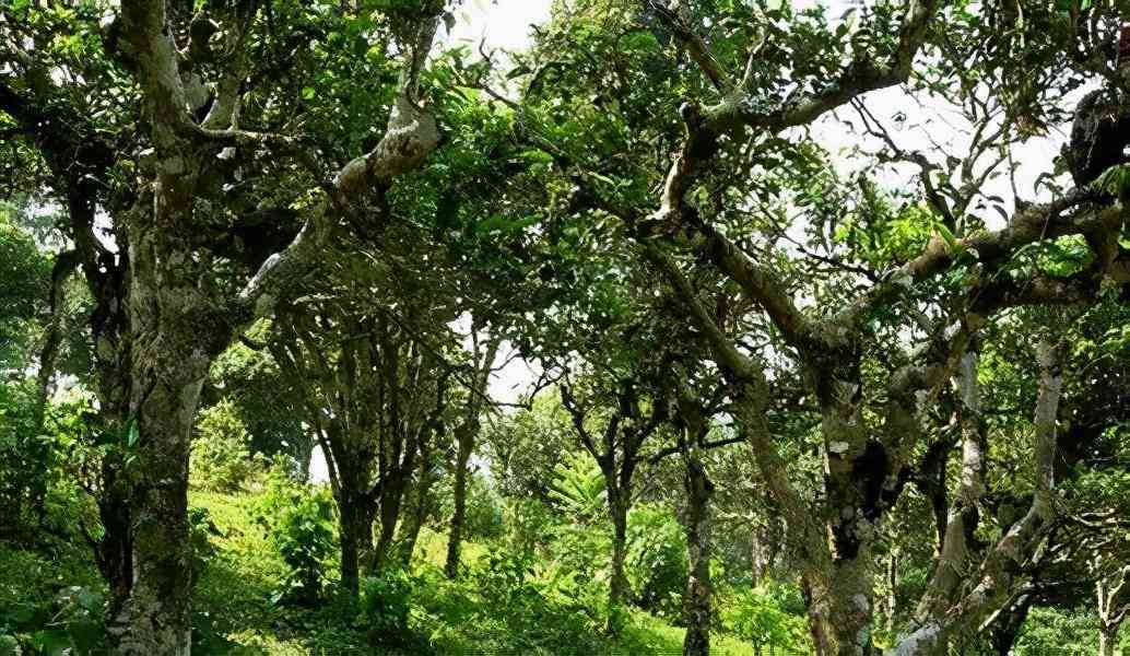 临沧山区精选古树普洱茶：口感独特，醇厚细腻，云南茶文化精髓之一